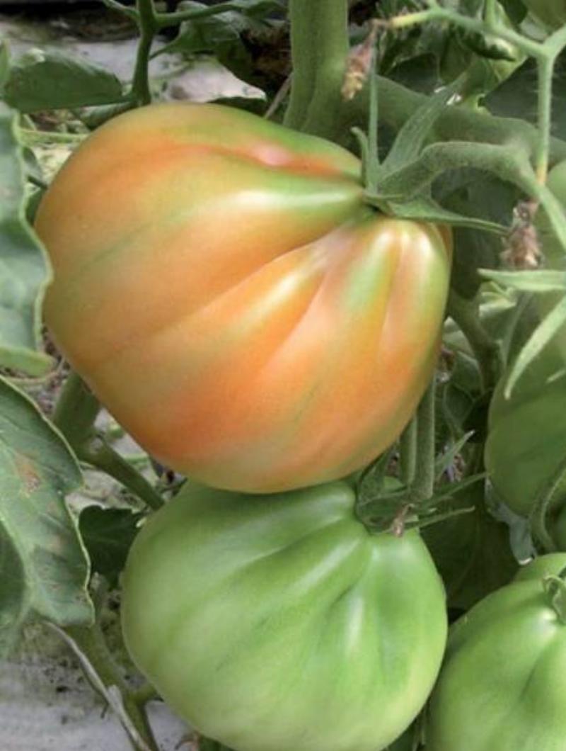 Một cây cà chua trưởng thành trên giàn, thân cây và cành lá được nâng đỡ cẩn thận, rất nhiều quả chín và quả xanh đang treo trên giàn